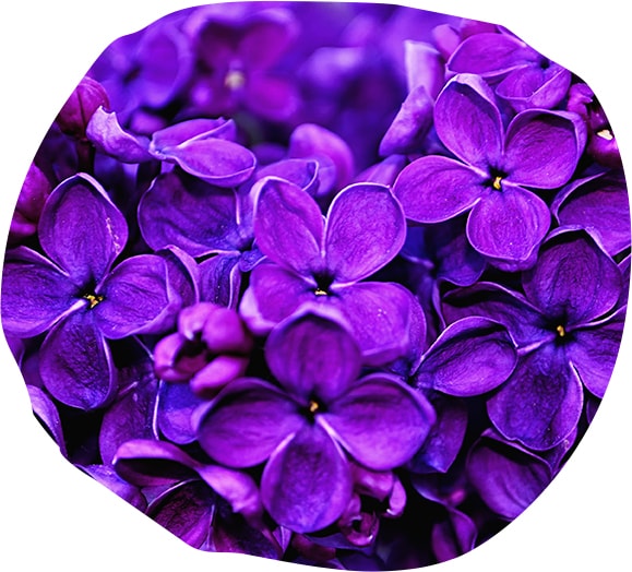 Violettes de Tourrettes